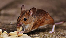 24 Hour & Emergency Exterminators in Liberal, KS